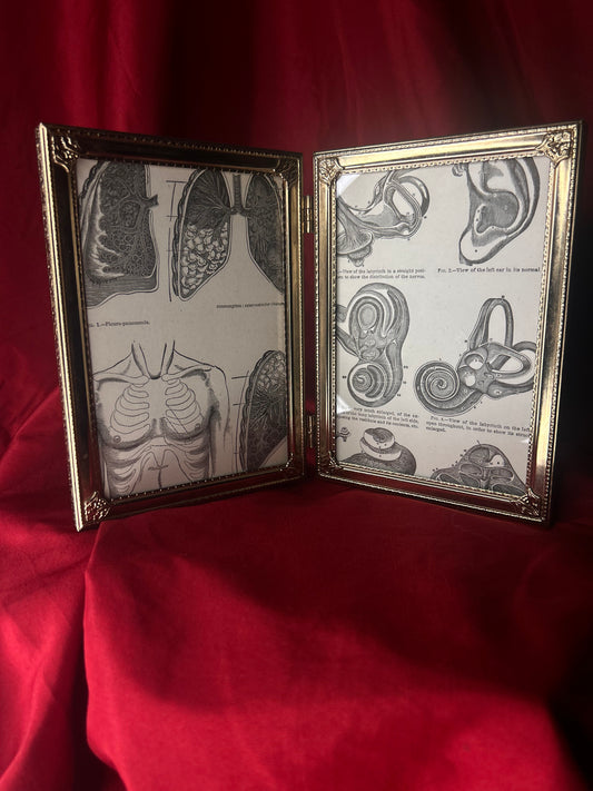 Framed Medical Antique Illustrations