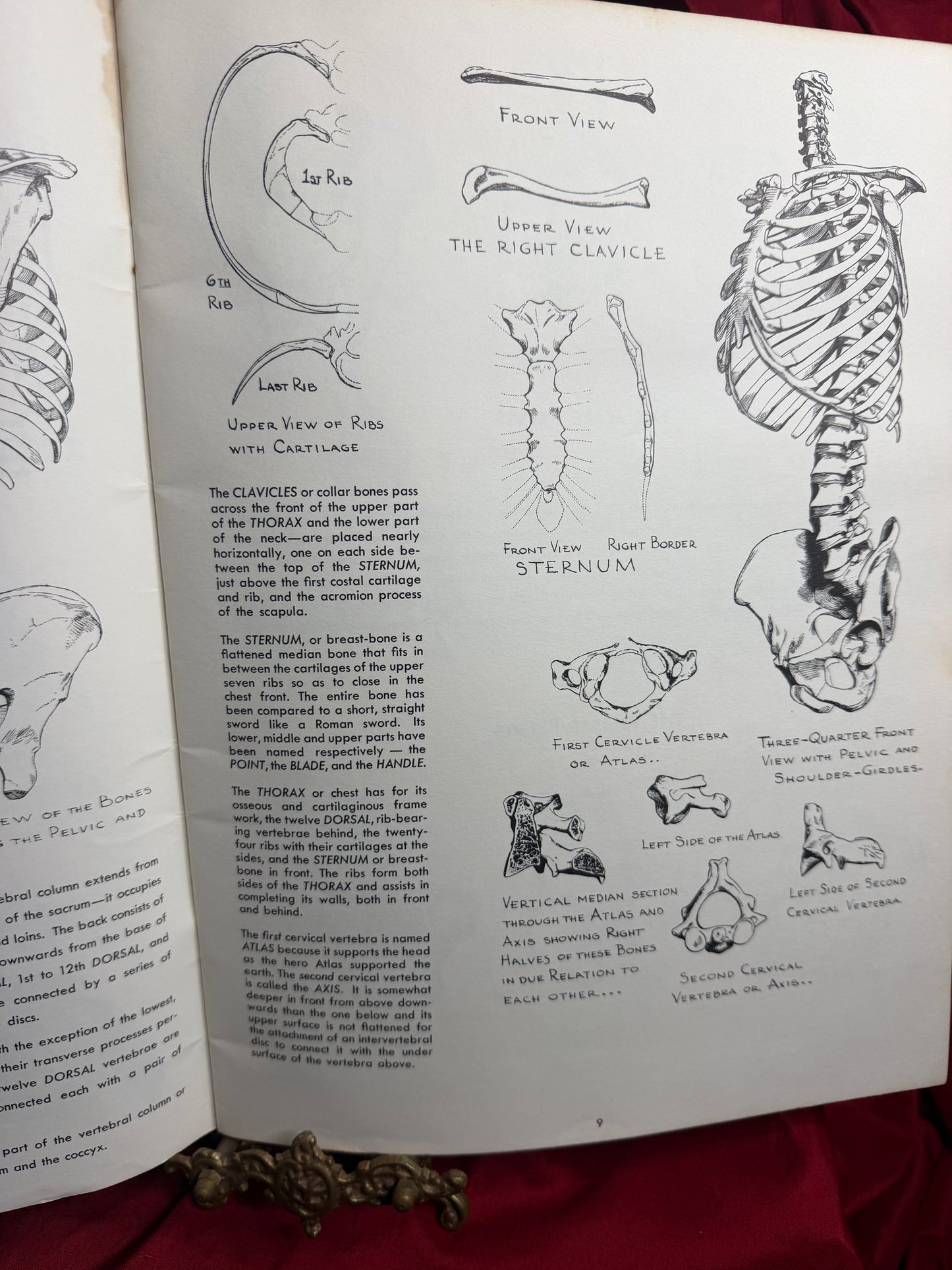 Anatomy by Walter T Foster Paperback Drawing Book Large Size