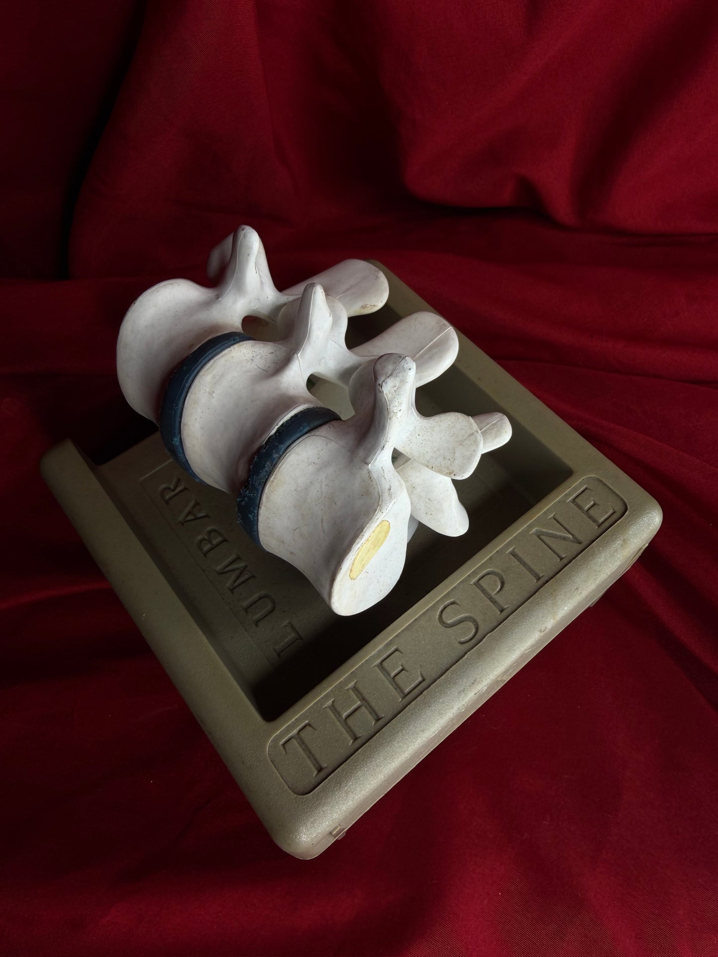Syntex The Spine Lumbar  Anatomical Model