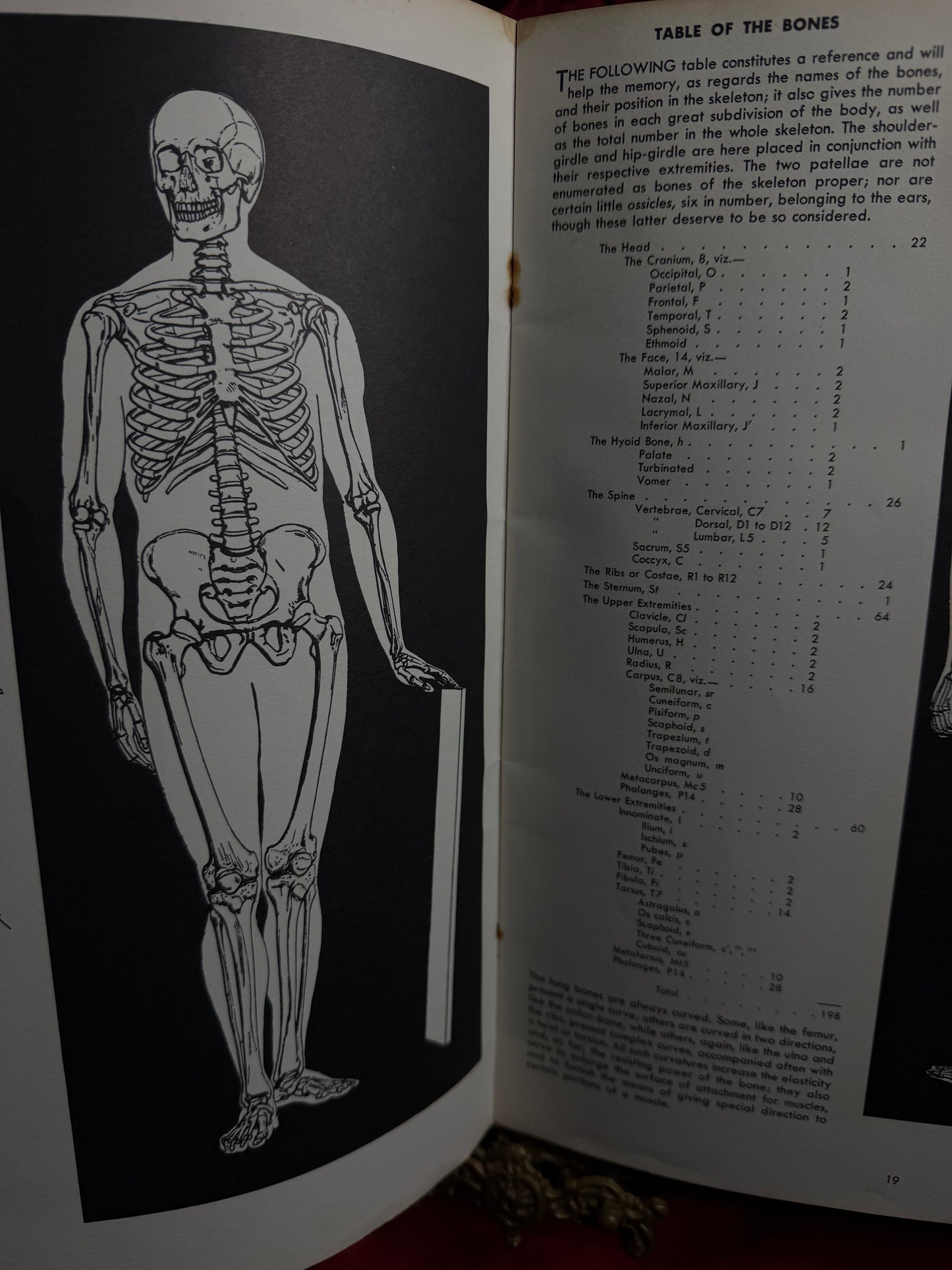 Anatomy by Walter T Foster Paperback Drawing Book Large Size