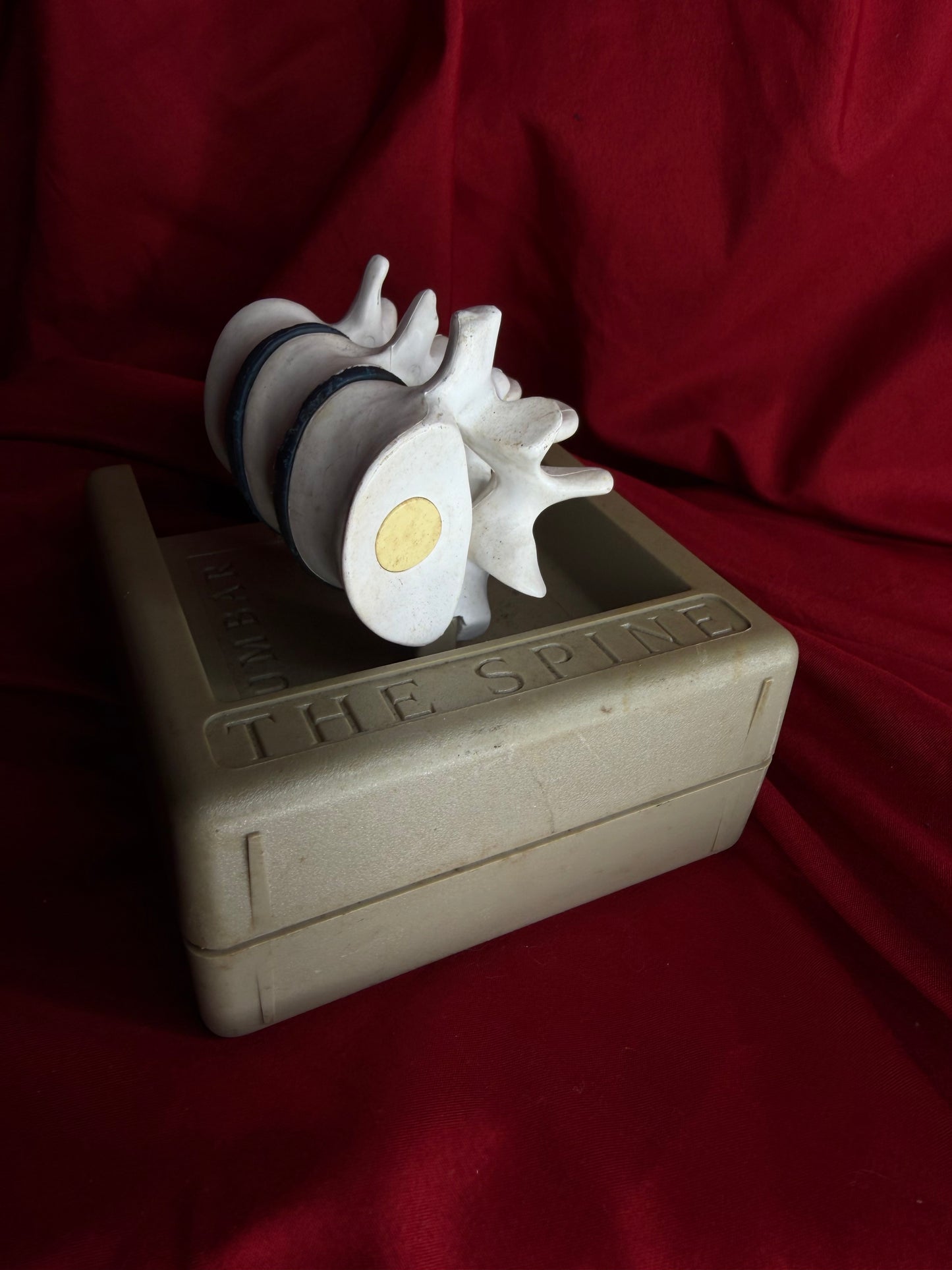 Syntex The Spine Lumbar  Anatomical Model
