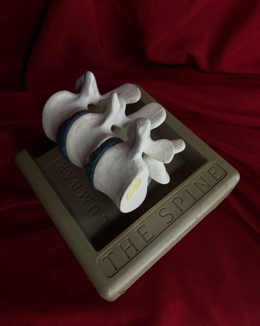 Syntex The Spine Lumbar  Anatomical Model